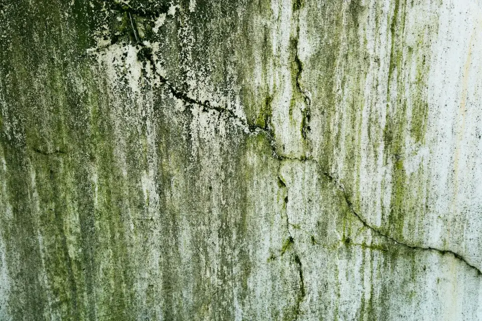 Our Story: Dedicated to Mold-Free Living in High Point, NC